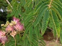 Albizia julibrissin