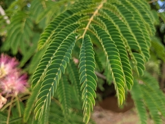 Albizia julibrissin
