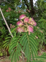 Albizia julibrissin