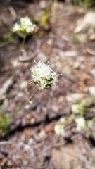 Valeriana californica