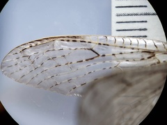 Chauliodes rastricornis image