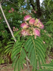 Albizia julibrissin
