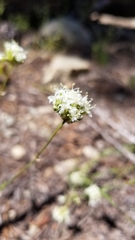 Valeriana californica