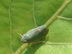 Cicadellidae