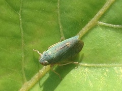 Cicadellidae