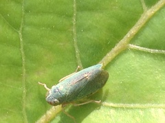 Cicadellidae