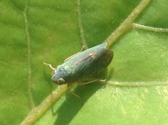 Cicadellidae