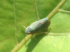 Cicadellidae