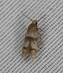 Blastobasis pulchella