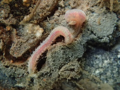 Marphysa