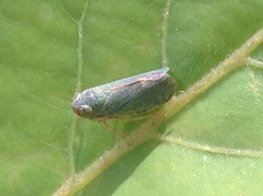 Cicadellidae