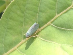 Cicadellidae