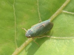 Cicadellidae