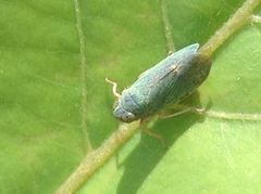 Cicadellidae