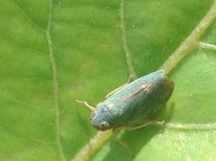 Cicadellidae