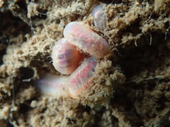 Marphysa