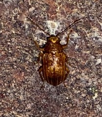 Colaspis recurva