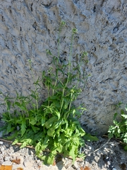 Capsella bursa-pastoris