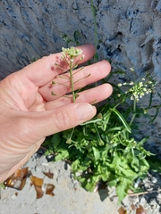 Capsella bursa-pastoris