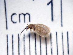 Sisyra apicalis