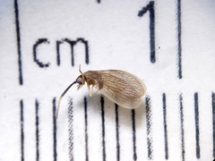 Sisyra apicalis