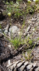 Valeriana californica
