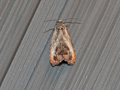 Olethreutes hamameliana