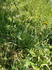 Koenigia tripterocarpa