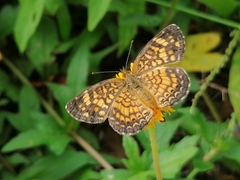Phyciodes graphica