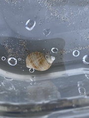 Nassarius fossatus