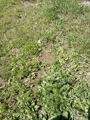 Capsella bursa-pastoris