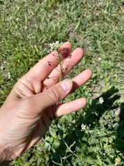 Capsella bursa-pastoris