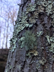 Usnea mutabilis