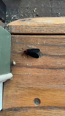 Ctenucha rubroscapus