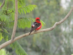 Pyrocephalus rubinus