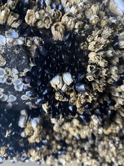 Semibalanus cariosus