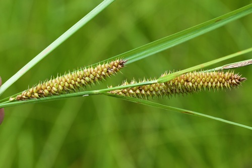 beaked sedge