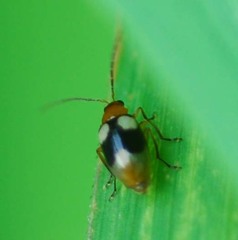 Monolepta quadriguttata