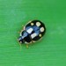 Turtle Vein Lady Beetle - Photo (c) Paul B., some rights reserved (CC BY-NC-ND), uploaded by Paul B.