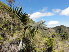 Dypsis pumila