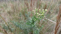 Baccharis frenguellii