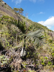 Dypsis pumila