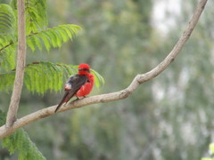 Pyrocephalus rubinus