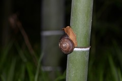 Nesiohelix yeni