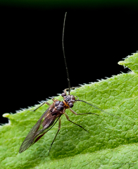 Mesopsocus unipunctatus