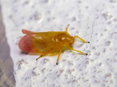 Eoscarta liternoides