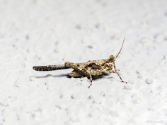 Lamellitettigodes contractus