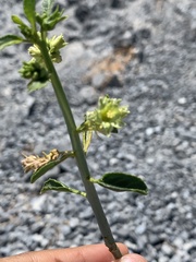 Ditaxis brandegeei