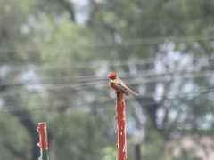 Pyrocephalus rubinus