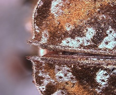 Image of Monochamus titillator